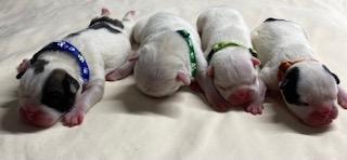 Duchess & Duke litter 2 — four boys