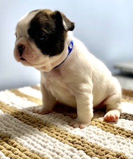 Jax