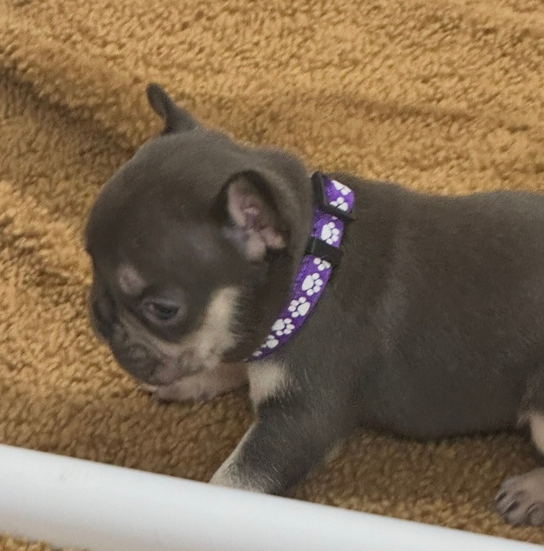 Mocha