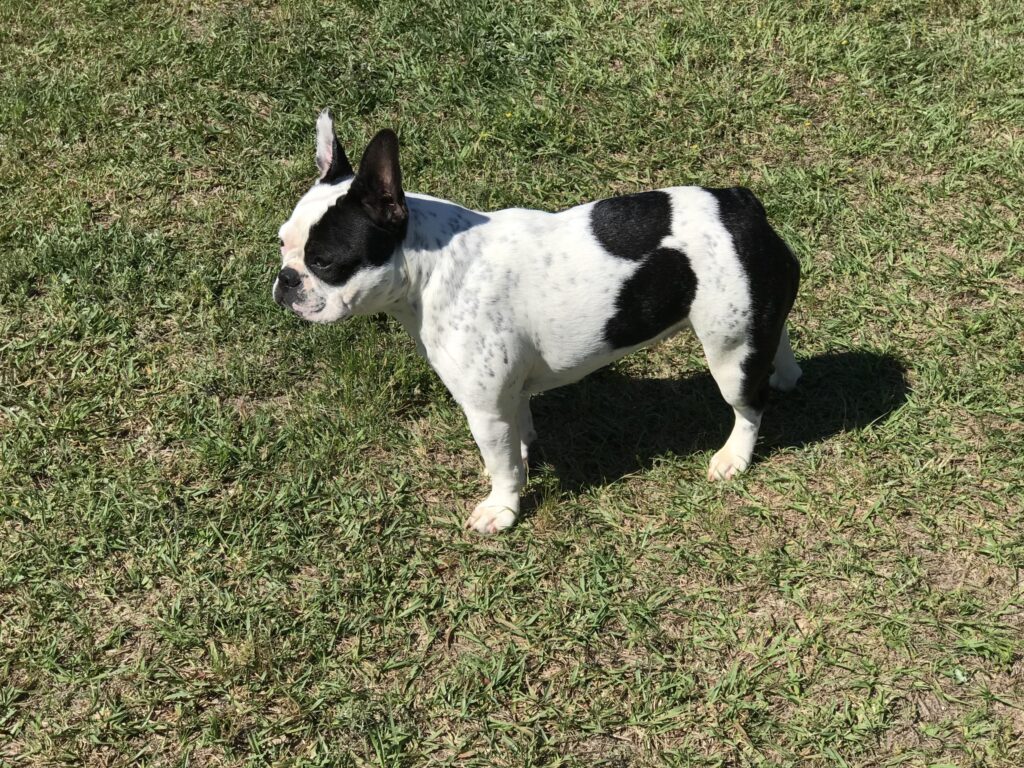 Duchess
