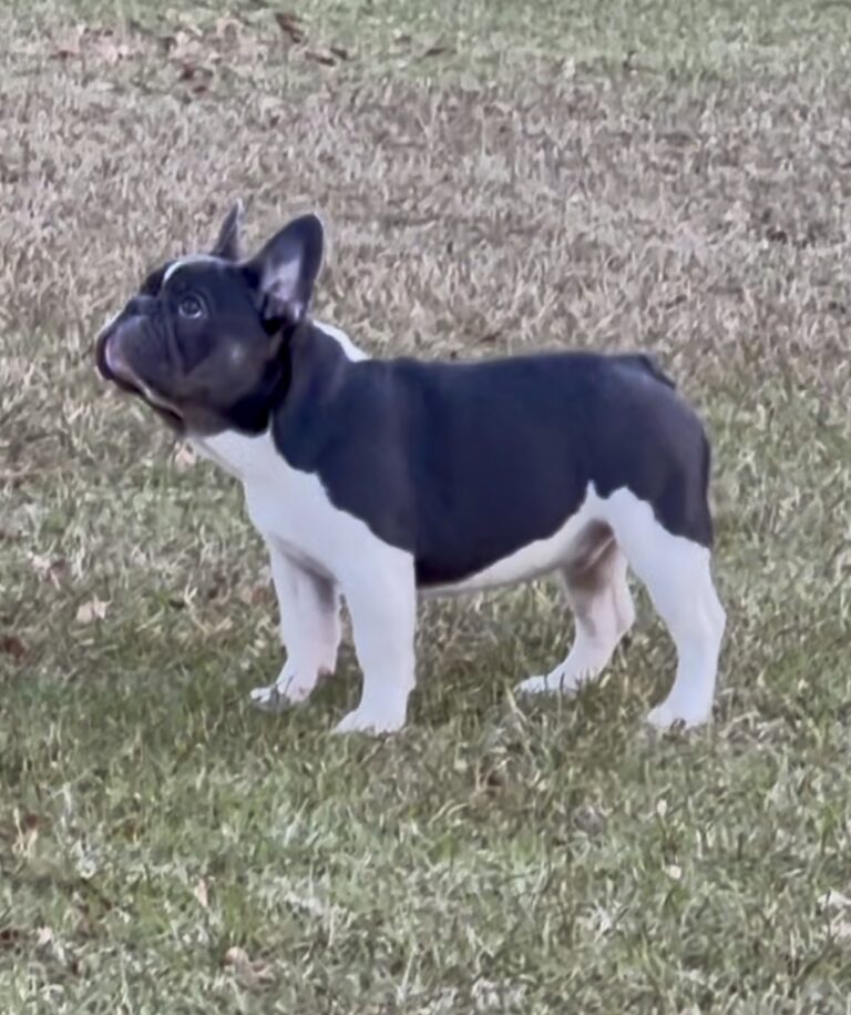 Banjo — Blue Blanket Pied French Bulldog