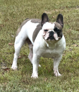 Jax — Brindle Pied French Bulldog