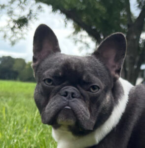 Steele — Blue Blanket Pied French Bulldog