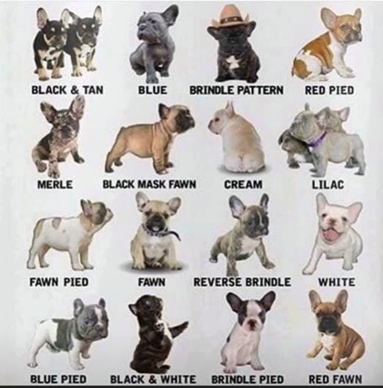 French Bulldog Puppies Colors Standard